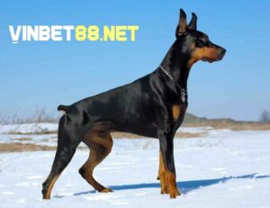 Chó Doberman có tốc độ chạy tối đa 48km/h