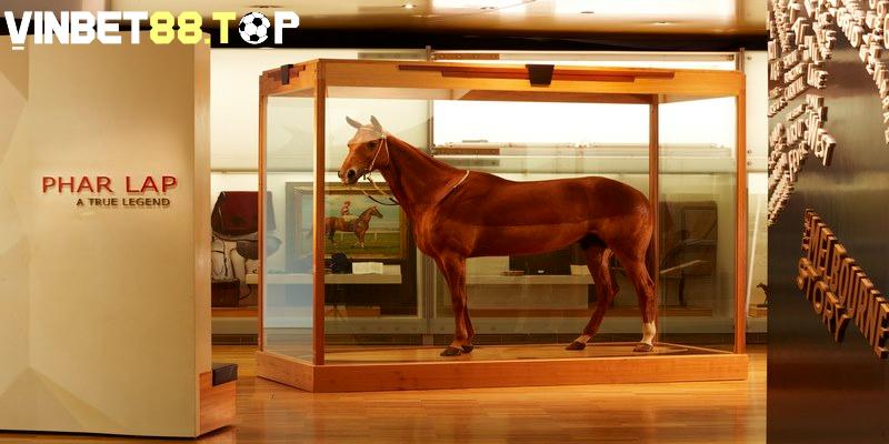Phar Lap là chú ngựa giữ 37 lần vô địch trong các cuộc đua